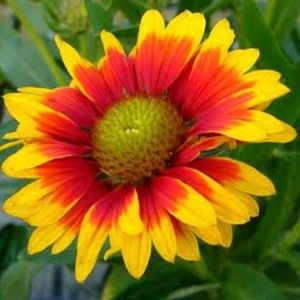 Meet your Posher, Samdou